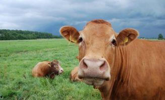 牛牛牛国产免费视频观看,畅享视听盛宴，尽在指尖